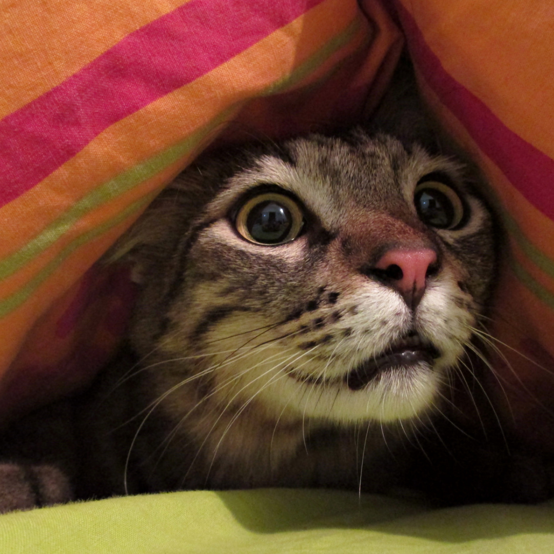 Overcoming Fear: Why You Should Share Your Story Online